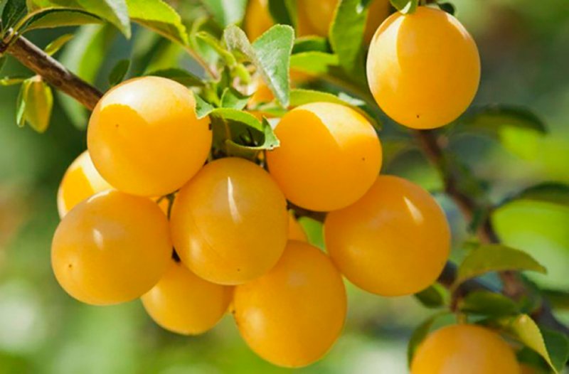 Лекция «Такая разная слива»