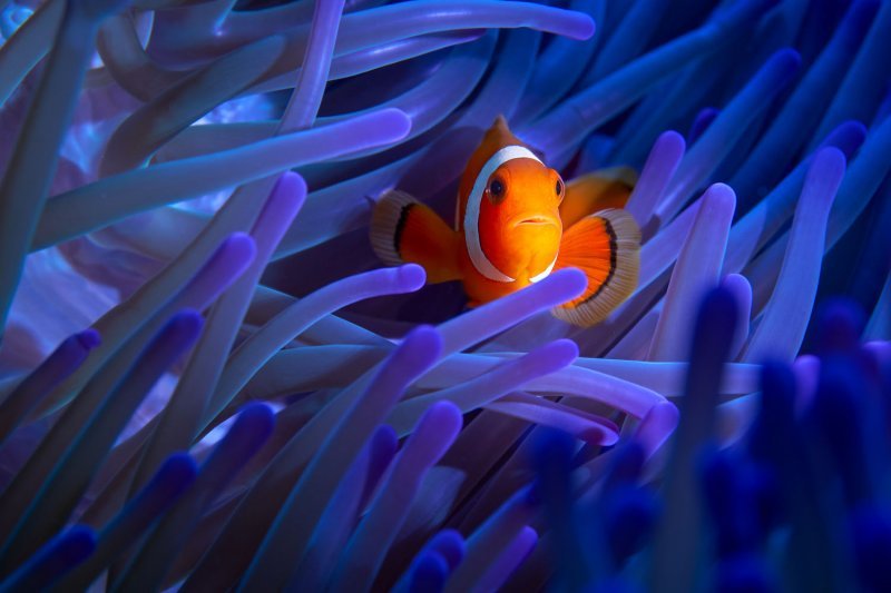 underwater_1