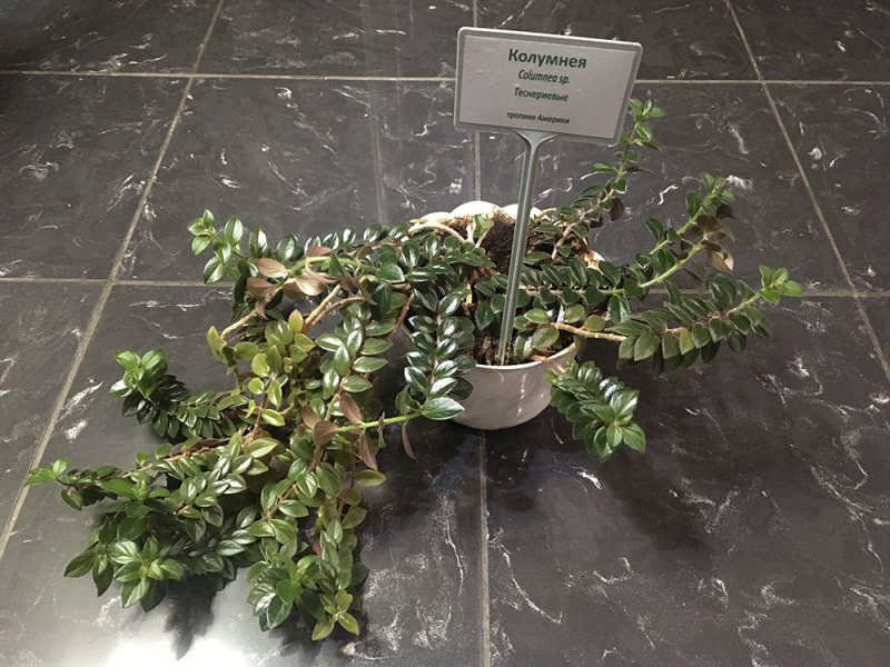 Колумнея (Columnea sp)