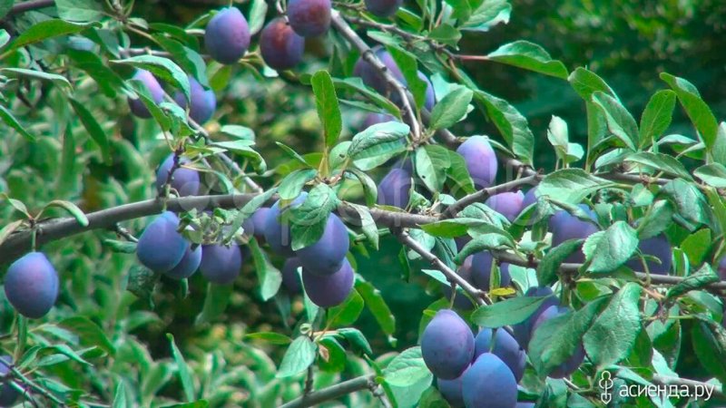 Лекция «Такая разная слива»