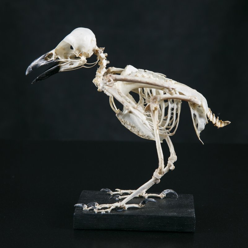 Вороний скелет. Скелет птицы ворона. Скелет ворона сбоку. Череп птицы. Ворон анатомия.