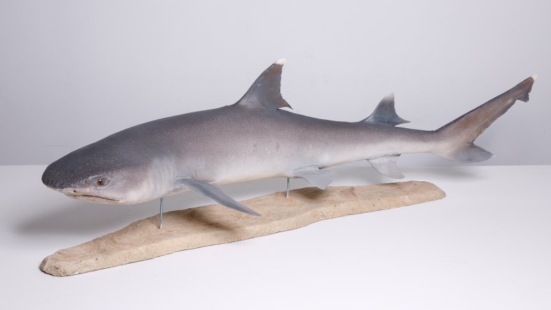 Чучело белопёрой акулы (Carcharhinus albimarginatus Rüppell, 1837)