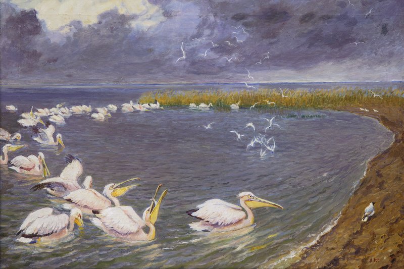 Комаров А.Н. Пеликаны и чайки