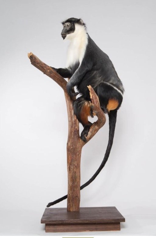 Мартышка диана  Cercopithecus diana