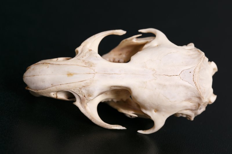 Череп обыкновенного хомяка Cricetus cricetus Linnaeus, 1758