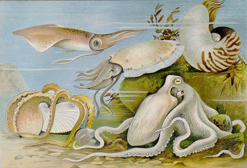 Раковина кальмара рисунок