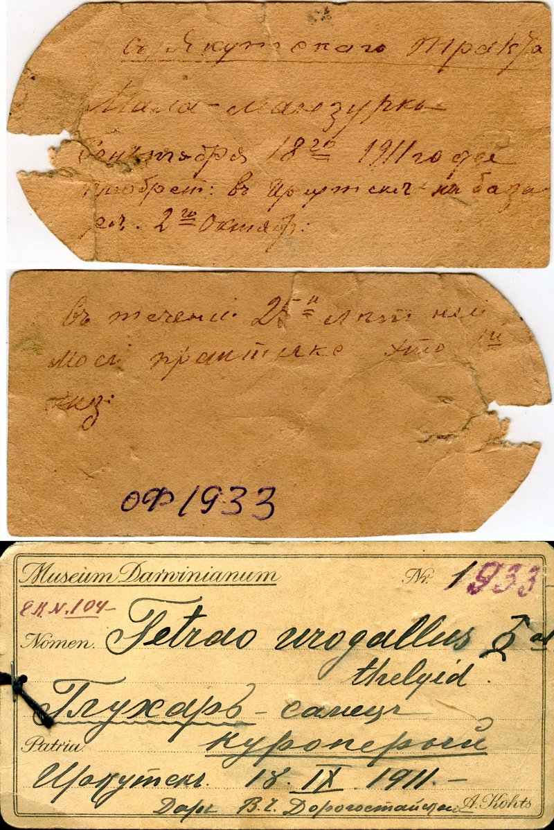 Этикетки, сопровождающие экспонаты, присланные В.Ч. Дорогостайским А.Ф. Котсу.