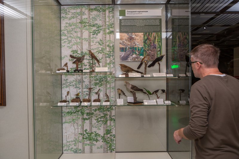 Витрина «Гнездовой паразитизм»