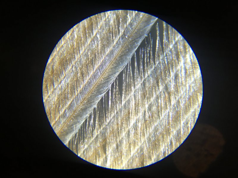 Сова : Птица под микроскопом: пух и перья