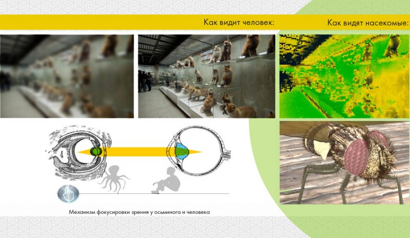 Интерактивная экспозиция «Эволюция глаза»