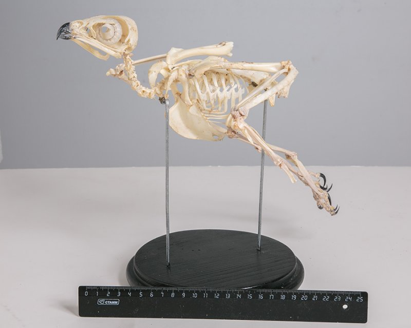 Скелет канюка (Buteo buteo Linnaeus, 1758)