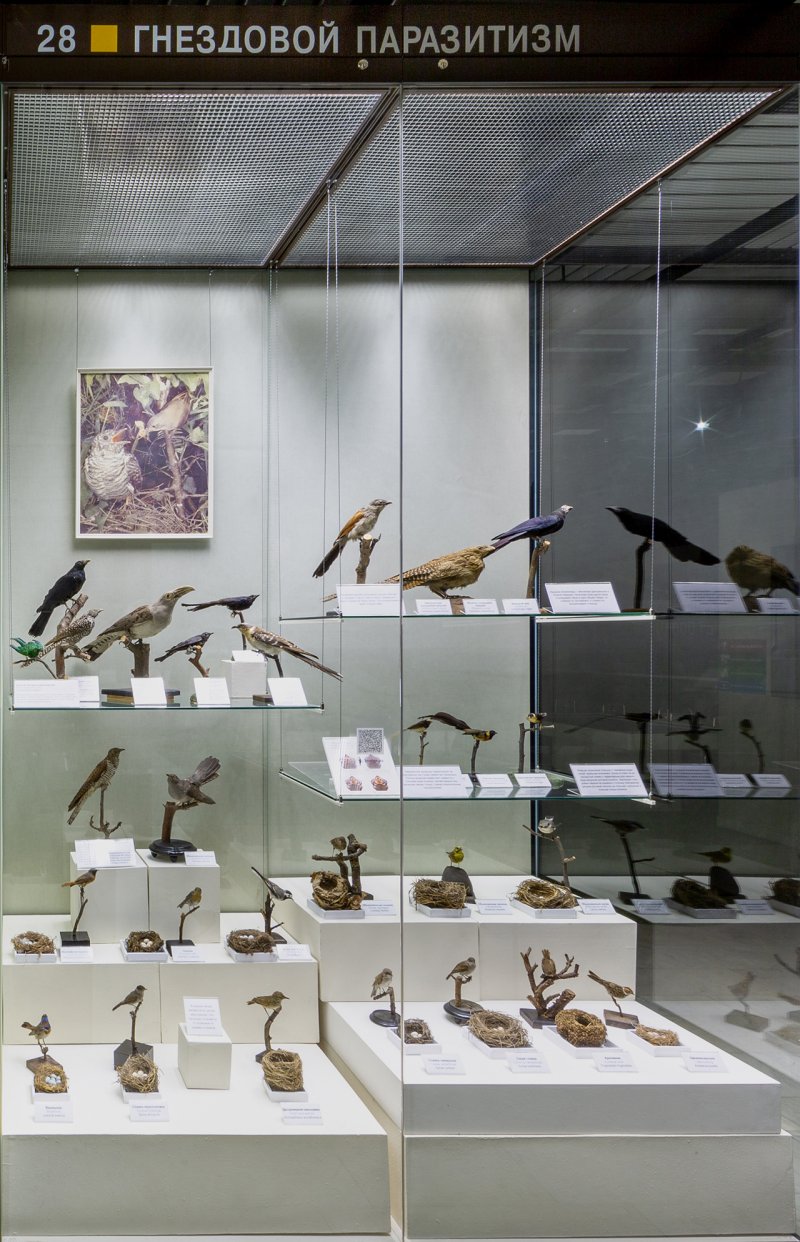 Витрина «Гнездовой паразитизм» - было
