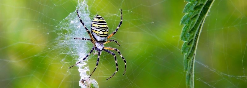 УЧИТЕЛЬСКИЙ КЛУБ Современные представления об инстинктах, и почему их нет у человека?