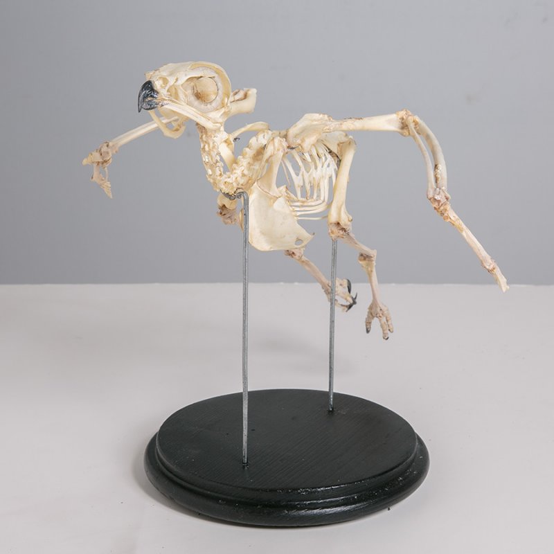 Скелет канюка (Buteo buteo Linnaeus, 1758)