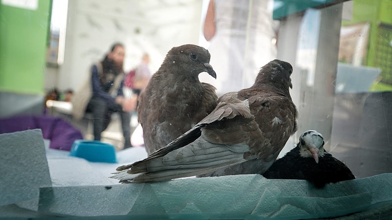 Голуби