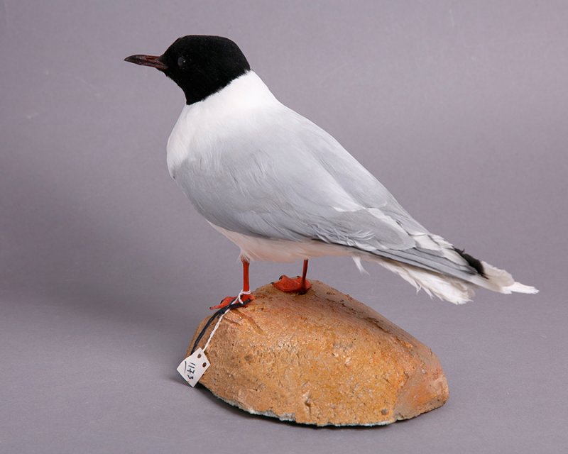 Чучело малой чайки (Larus minutus Pallas, 1776)