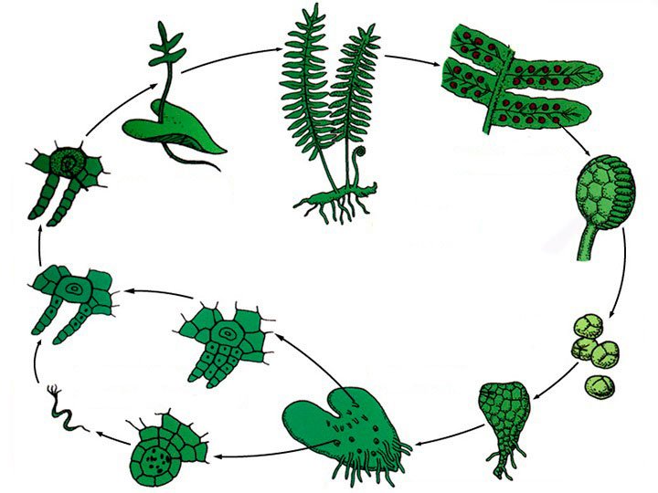 Жизненный цикл папоротника