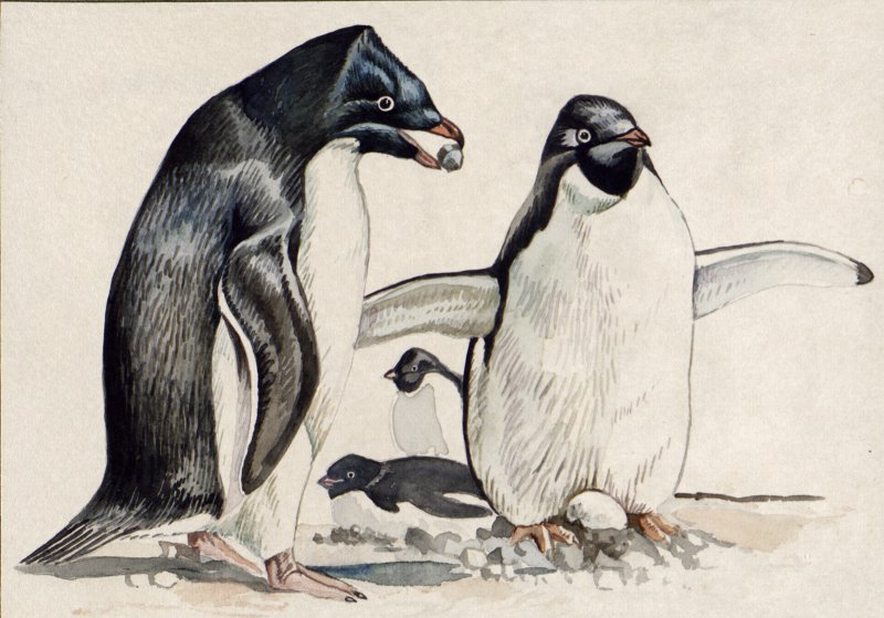 Гудков В.М. Пингвин Адели