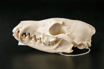 Черепа лисиц (Vulpes vulpes L.,1758)