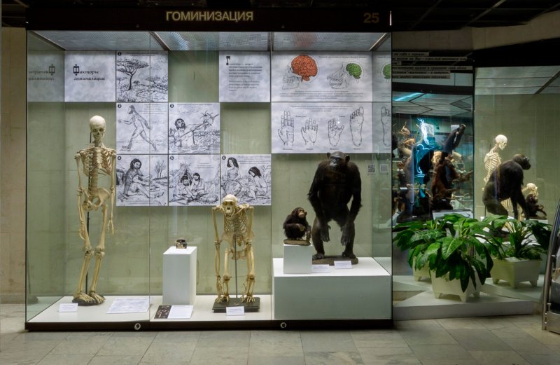 Гоминизация
