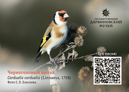 Поющие календарики "Птицы Москвы" 2026