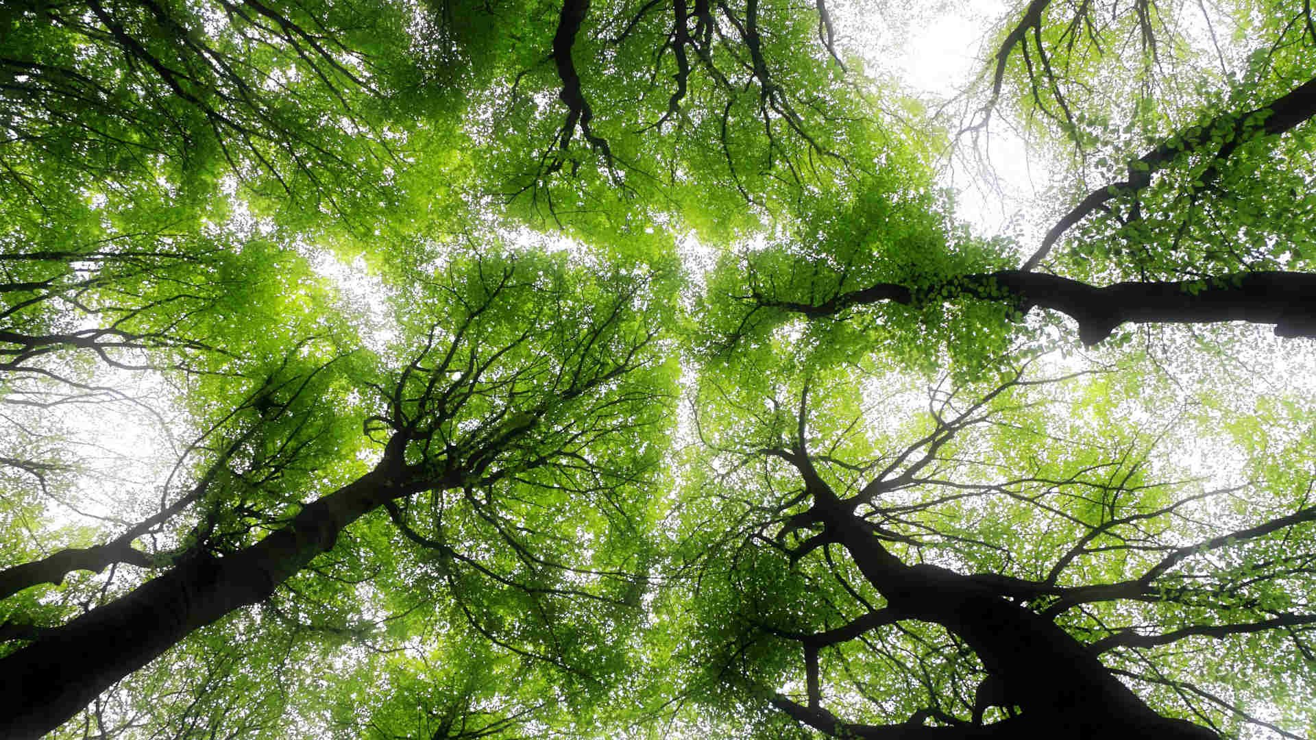 УЧИТЕЛЬСКИЙ КЛУБ: Поведение растений