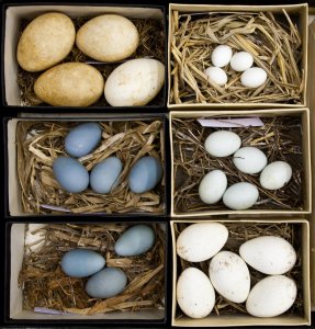 Bird egg and nest collections