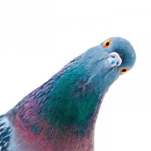 УЧИТЕЛЬСКИЙ КЛУБ
