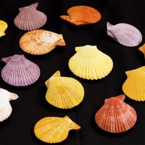Коллекция моллюсков