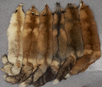 Mammals Skins Collection