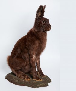 Taxidermied Mammals collection