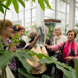 «Оранжерея на подоконнике»