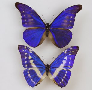 Lepidoptera collection