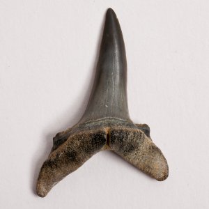 Коллекция зубов ископаемых акул