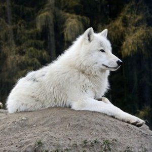 Генетическое разнообразие Canis lupus