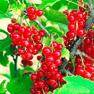 Лекция «Какой же сад без ягод!»