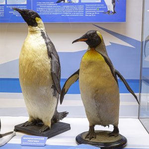 Кураторская экскурсия по выставке «Пингвины»