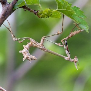 Кураторская экскурсия по выставке «Искусство обмана»