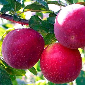 Лекция «Такая разная слива»