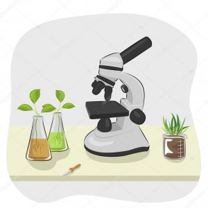 Растения под микроскопом