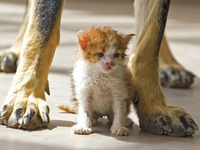 Кот и пёс под одной крышей