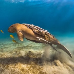 Открытие IV Фестиваля подводной фотографии "Дикий подводный мир"