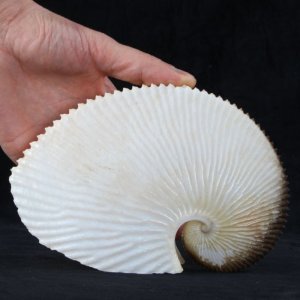 A Paper Nautilus