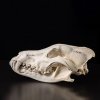 New arrival – wolf skull 