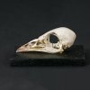 New arrival - corncrake skull 