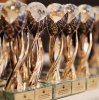 Проект «ДеревА» стал победителем
