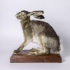 New arrival - stuffed European hare (Lepus europaeus Pallas, 1778)