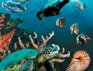 Коралловые рифы и их обитатели 3D