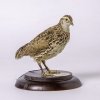 New arrival - stuffed Japanese quail 