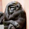 Открытие выставки «Приматы»